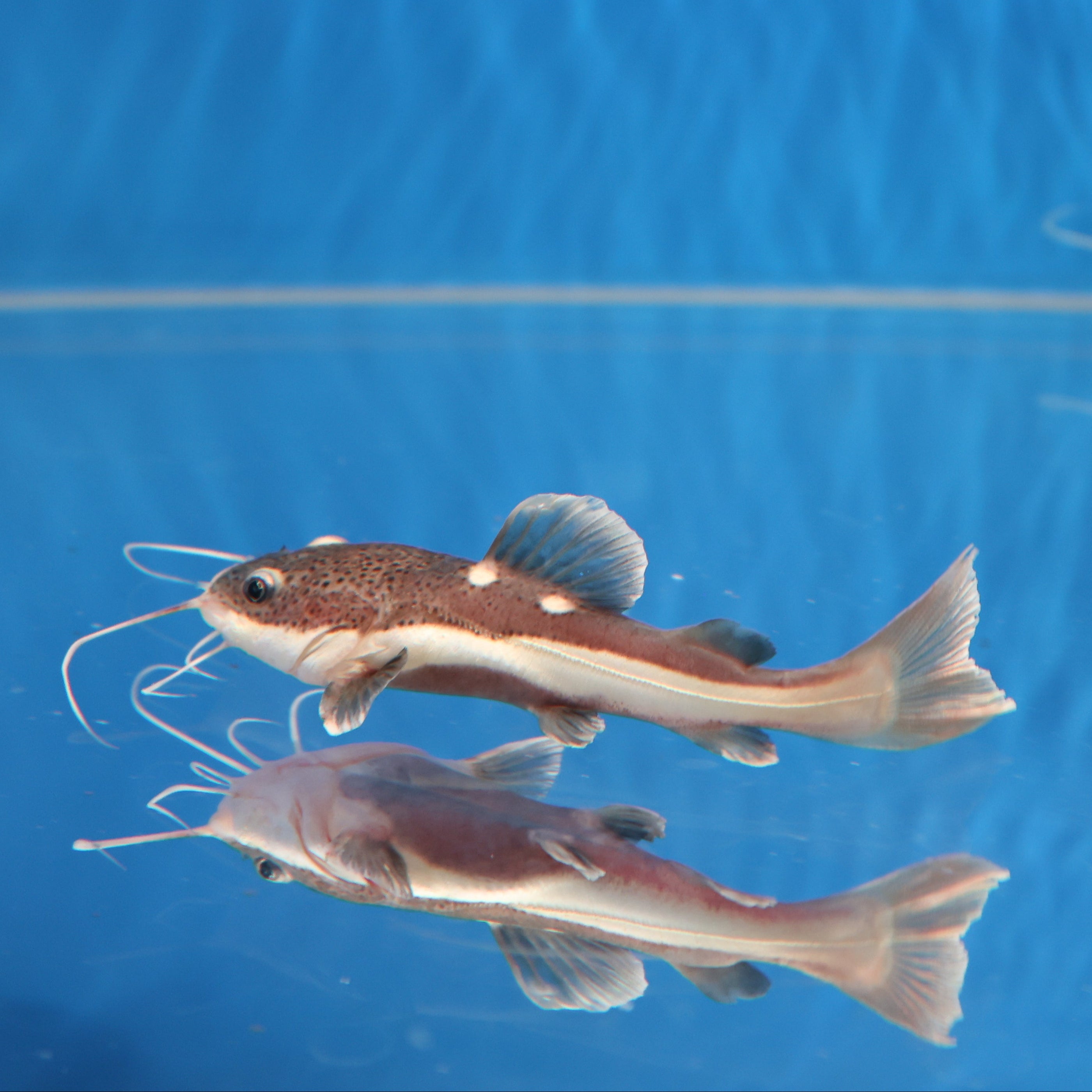 Redtail Catfish (Phractocephalus hemioliopterus) — Predatory Fins