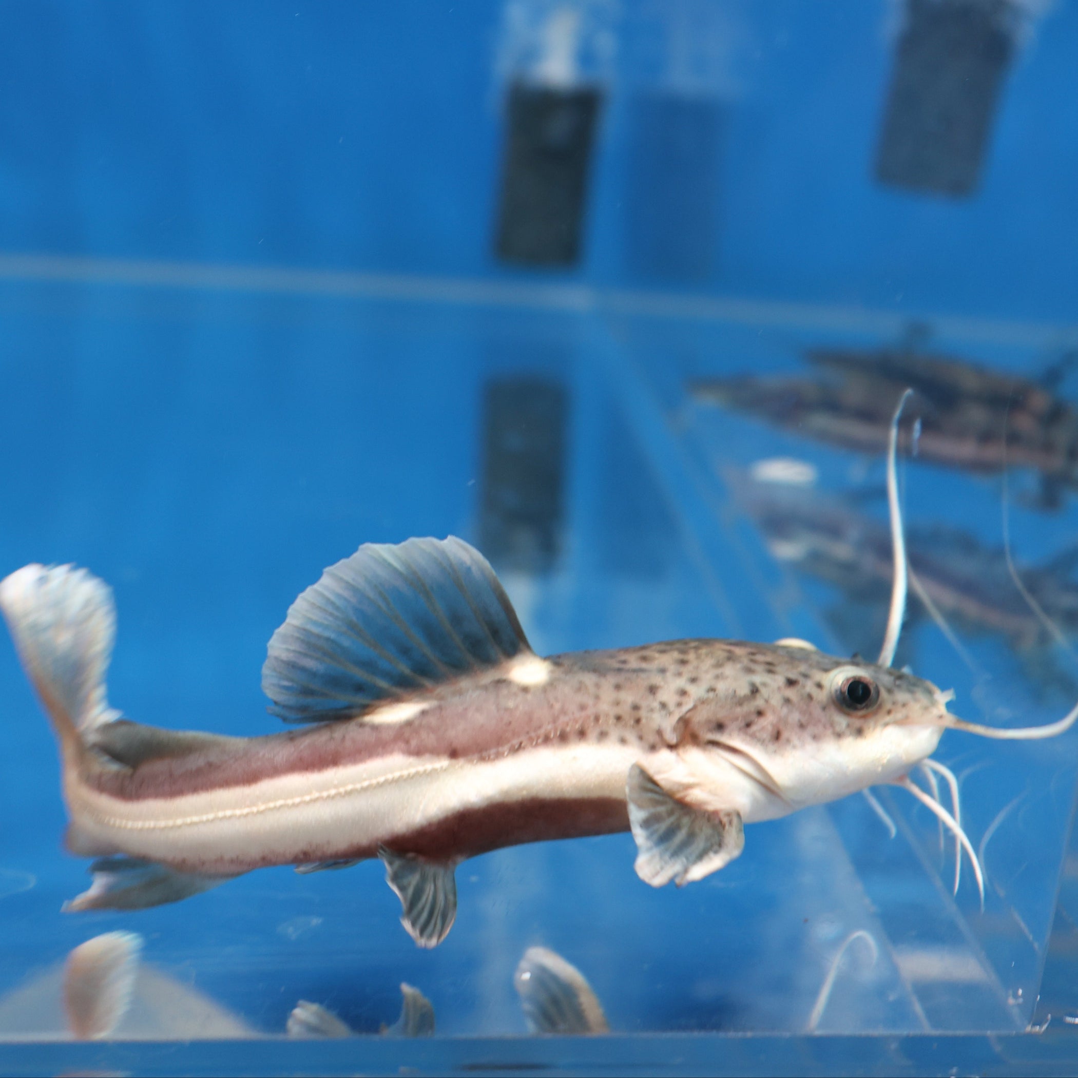 Redtail Catfish (Phractocephalus hemioliopterus) — Predatory Fins