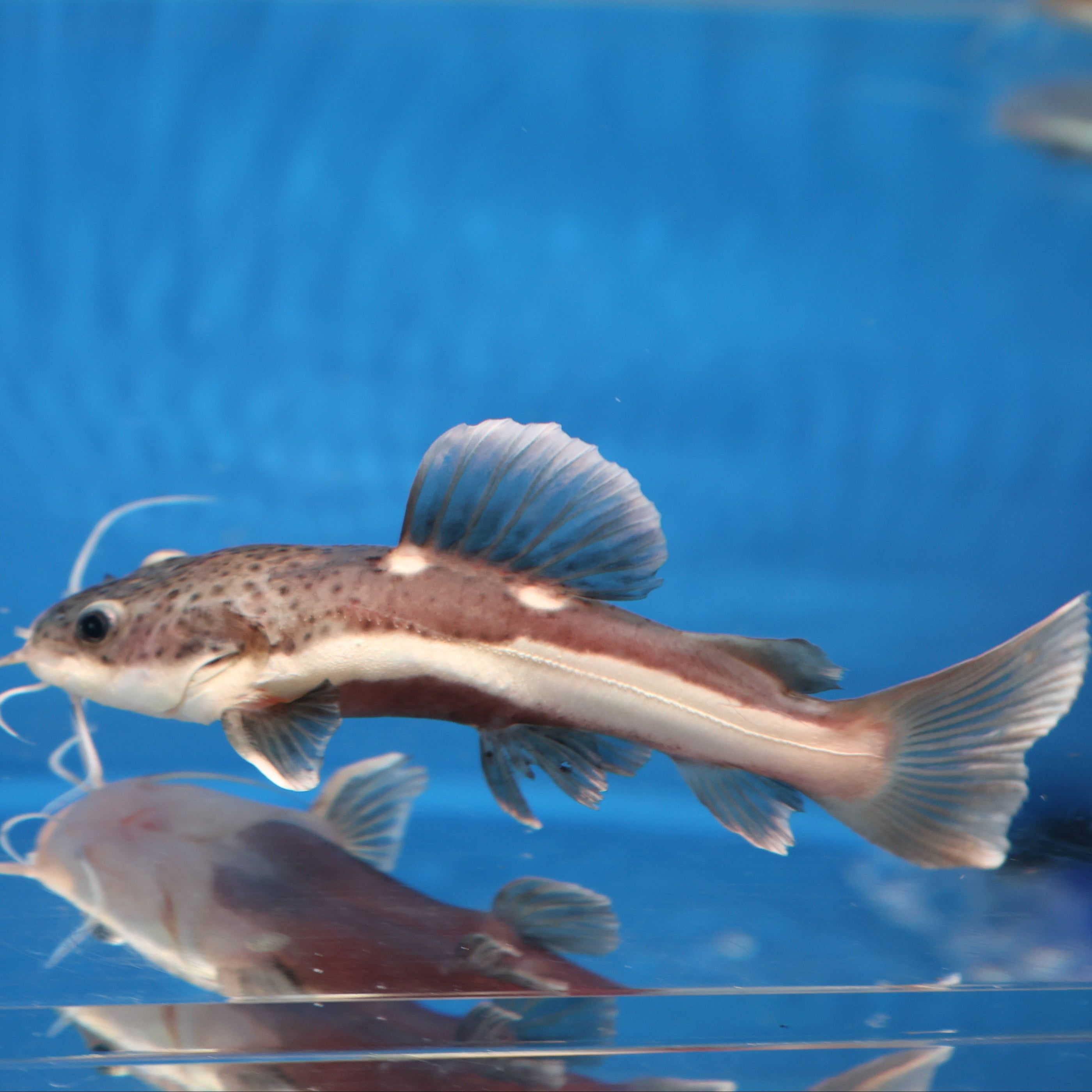 Redtail Catfish (Phractocephalus hemioliopterus) — Predatory Fins