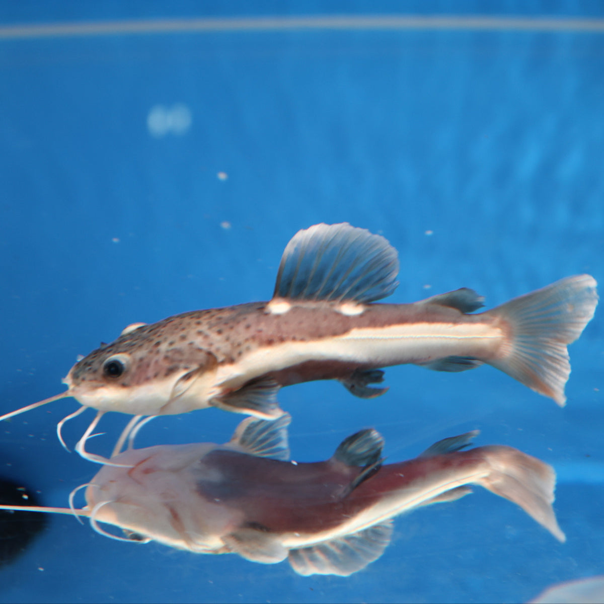 Redtail Catfish (Phractocephalus hemioliopterus) — Predatory Fins