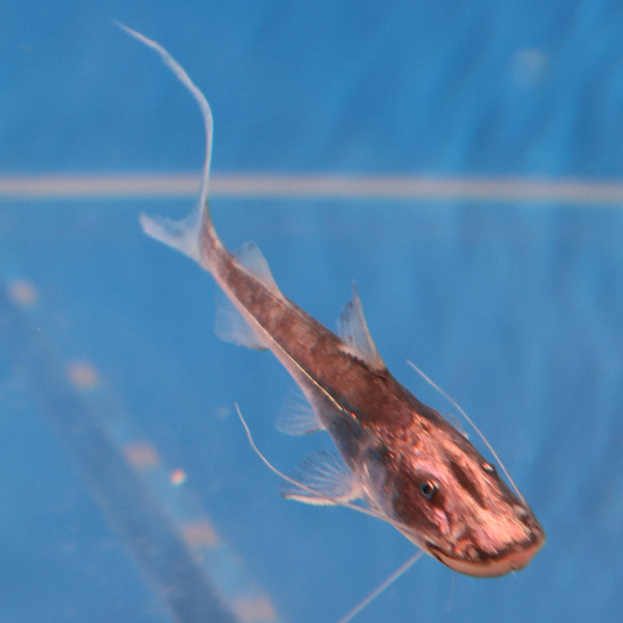 Dorado Catfish (Brachyplatystoma rousseauxii)