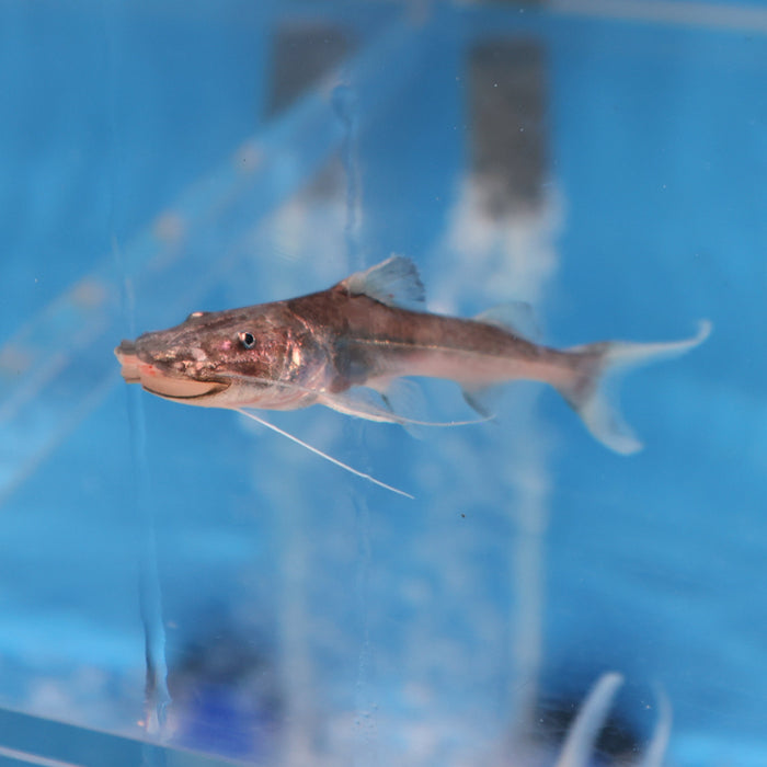 Dorado Catfish (Brachyplatystoma rousseauxii)