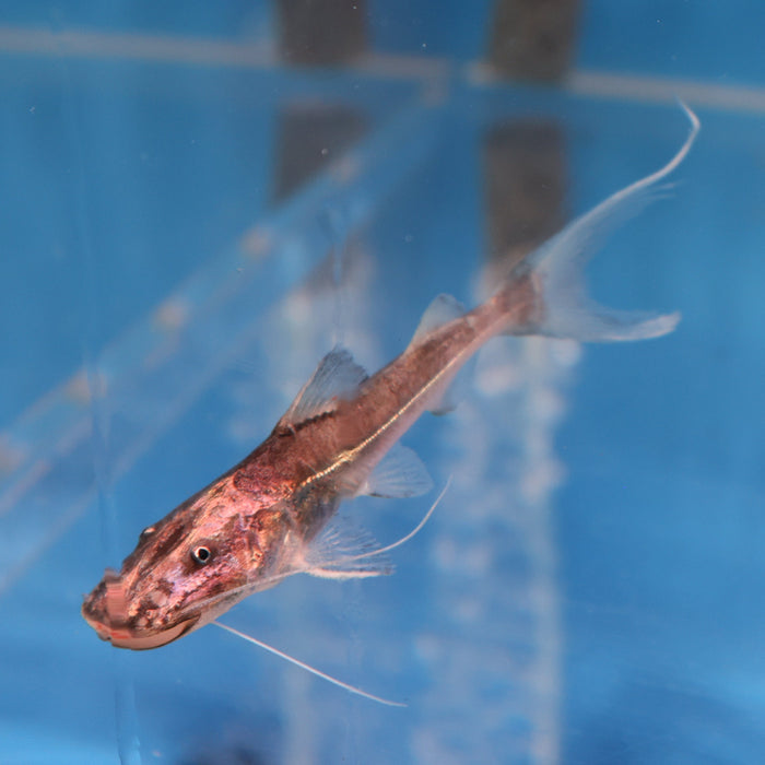 Dorado Catfish (Brachyplatystoma rousseauxii)