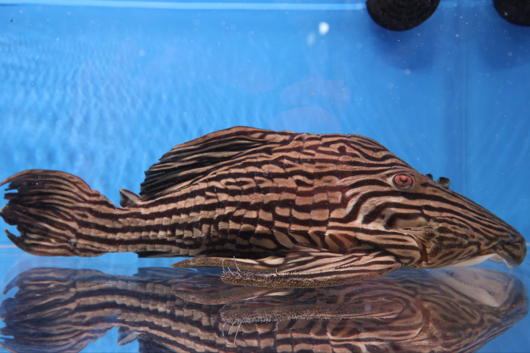 L027c Araguaia Gold Line Thunder Royal Pleco (Panaque armbrusteri)