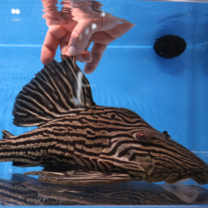 L027c Araguaia Gold Line Thunder Royal Pleco (Panaque armbrusteri)