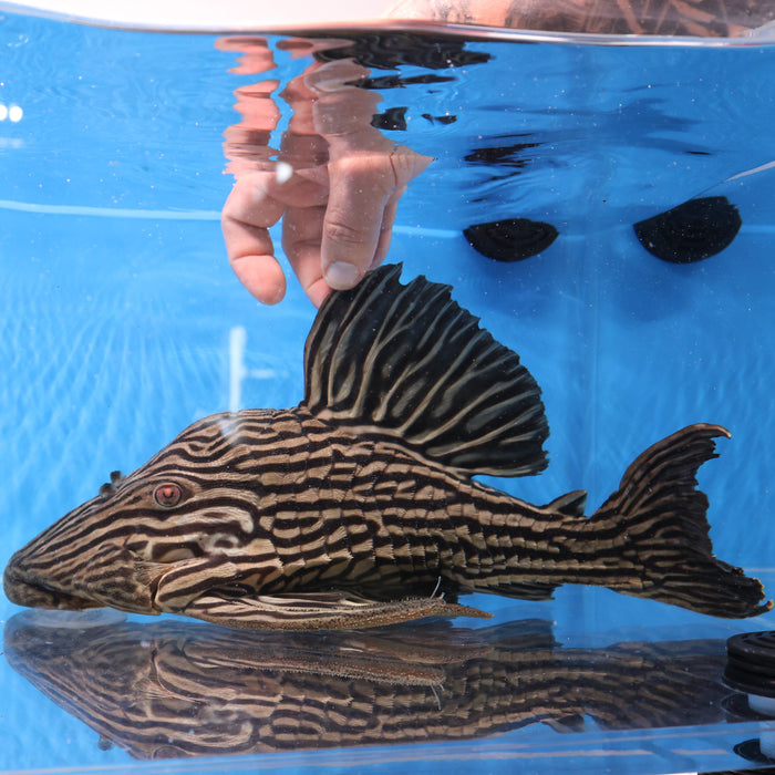 L027c Araguaia Gold Line Thunder Royal Pleco (Panaque armbrusteri)