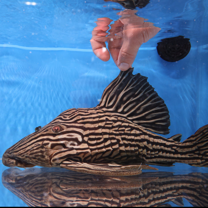 L027c Araguaia Gold Line Thunder Royal Pleco (Panaque armbrusteri)