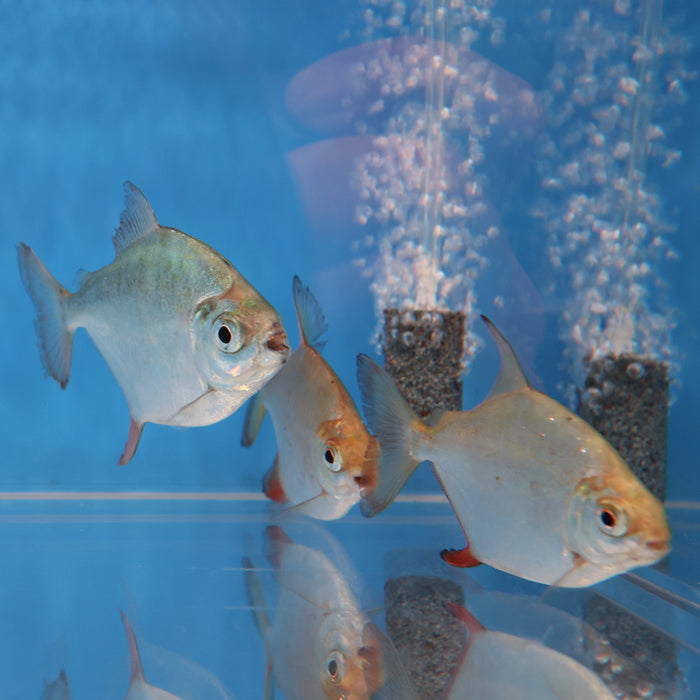 Sailfin Red Hook Silver Dollar (Myleus setiger)