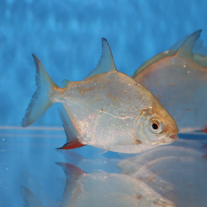 Sailfin Red Hook Silver Dollar (Myleus setiger)