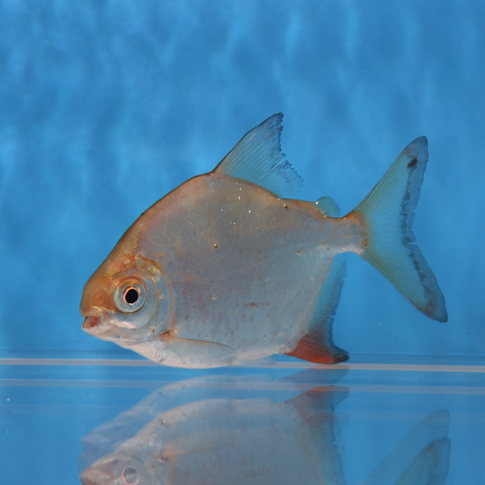 Sailfin Red Hook Silver Dollar (Myleus setiger)