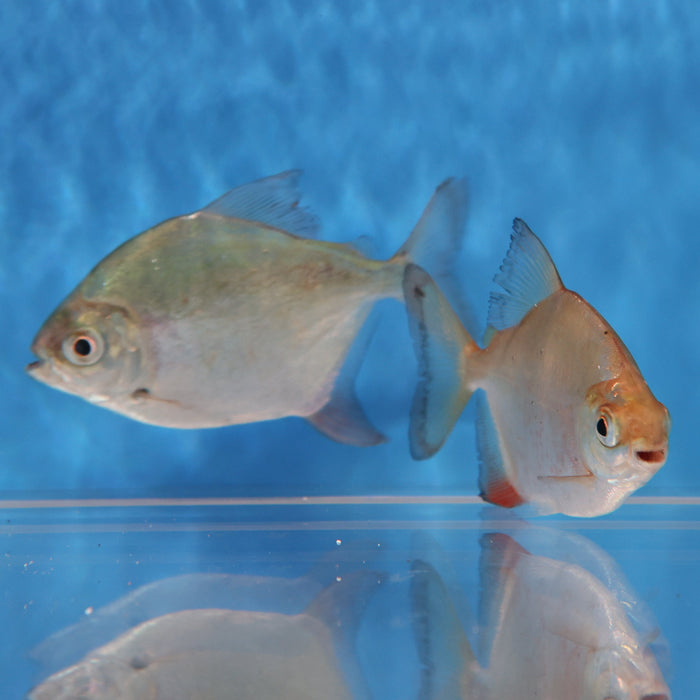 Sailfin Red Hook Silver Dollar (Myleus setiger)