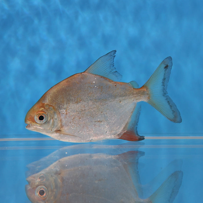 Sailfin Red Hook Silver Dollar (Myleus setiger)