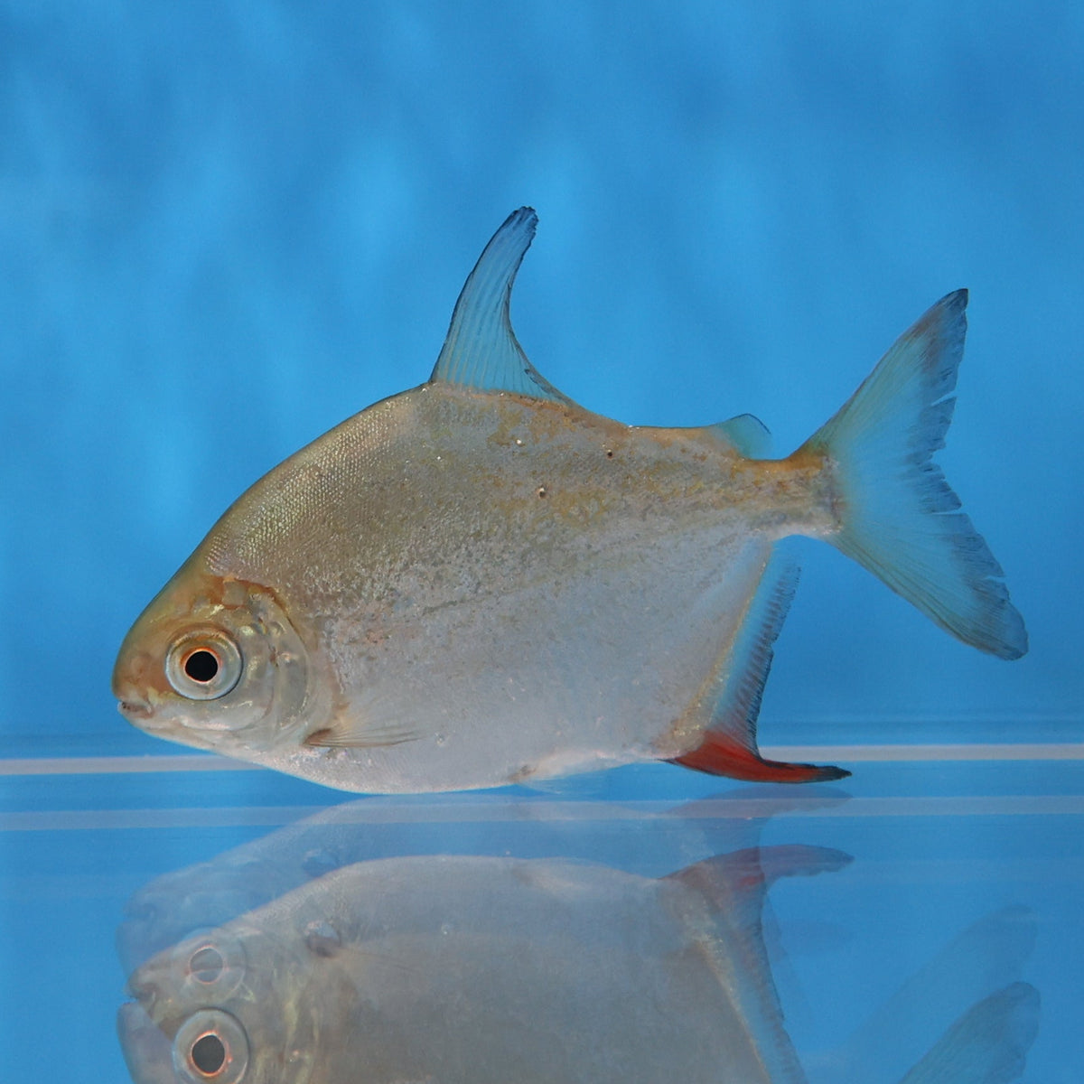 cigar sparkly fish with hooks Sailfin Red Hook Silver Dollar (Myleus setiger) — Predatory Fins