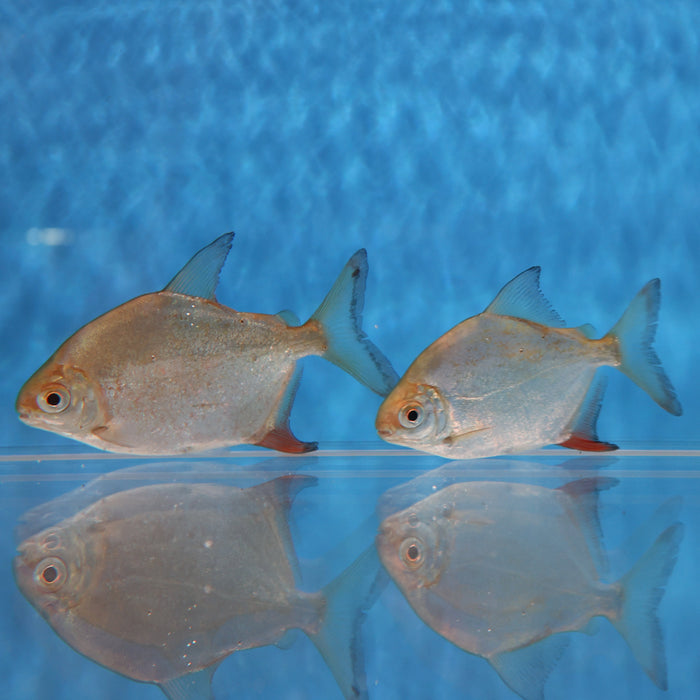 Sailfin Red Hook Silver Dollar (Myleus setiger)