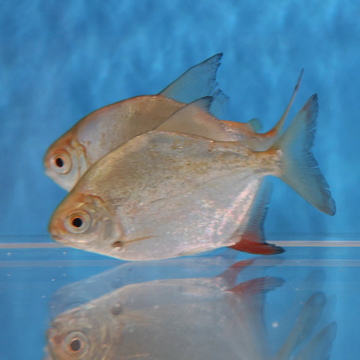 Sailfin Red Hook Silver Dollar (Myleus setiger)