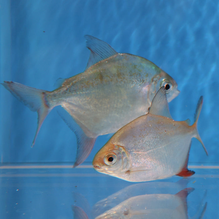 Sailfin Red Hook Silver Dollar (Myleus setiger)