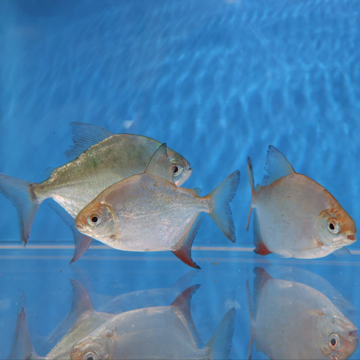 Sailfin Red Hook Silver Dollar (Myleus setiger)