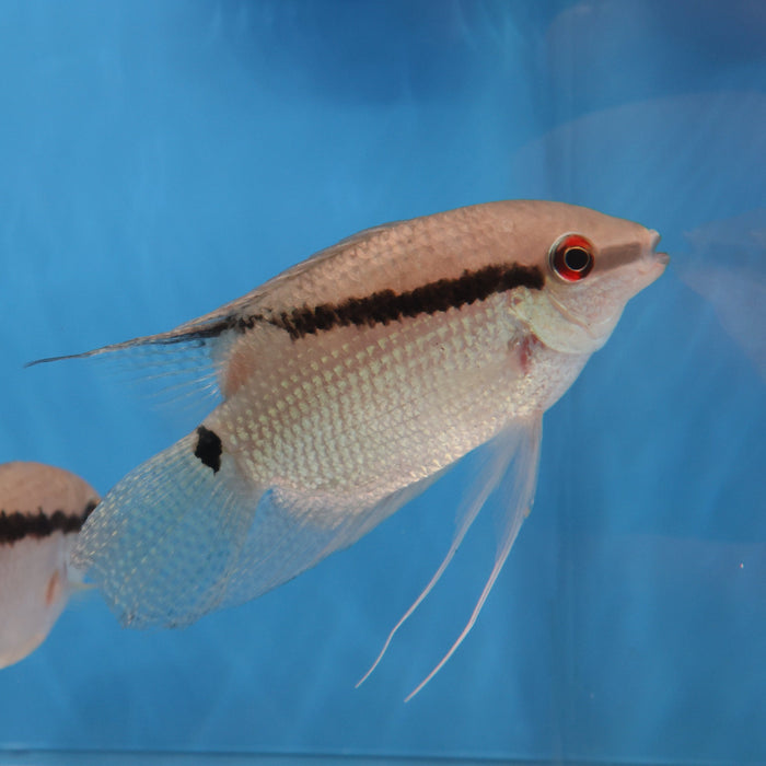Festivum Cichlid (Mesonauta guyanae)
