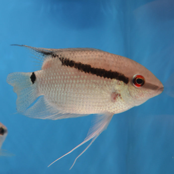 Festivum Cichlid (Mesonauta guyanae)