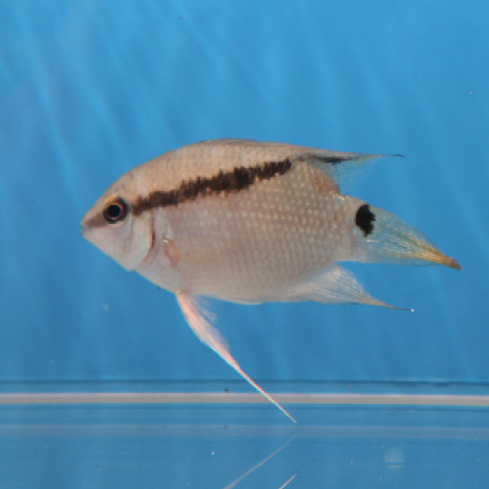 Festivum Cichlid (Mesonauta guyanae)