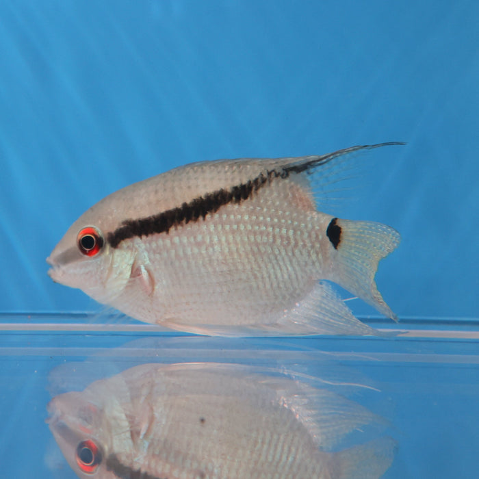 Festivum Cichlid (Mesonauta guyanae)