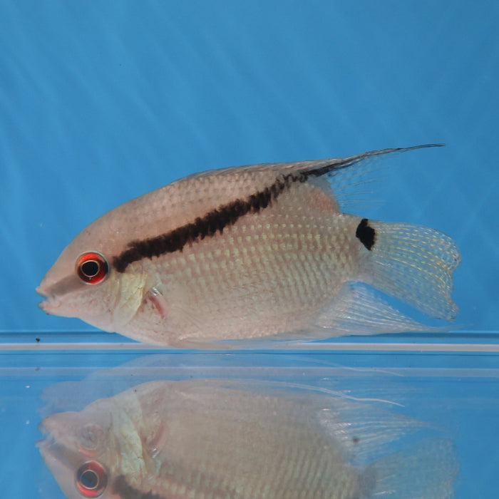 Festivum Cichlid (Mesonauta guyanae)