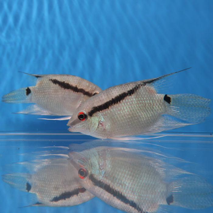 Festivum Cichlid (Mesonauta guyanae)