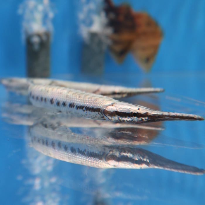 Florida Spotted Gar (Lepisosteus platyrhincus)