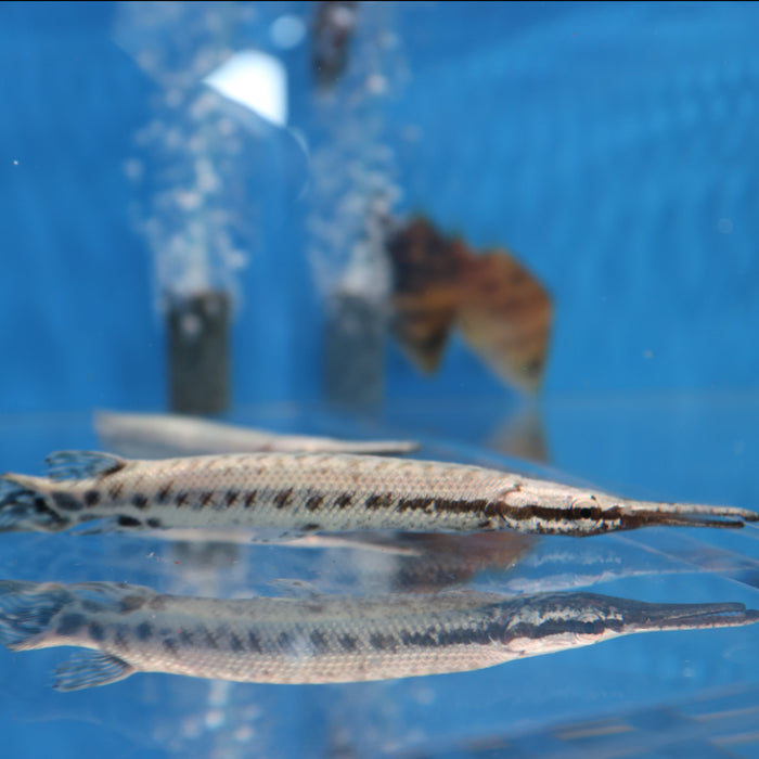 Florida Spotted Gar (Lepisosteus platyrhincus)