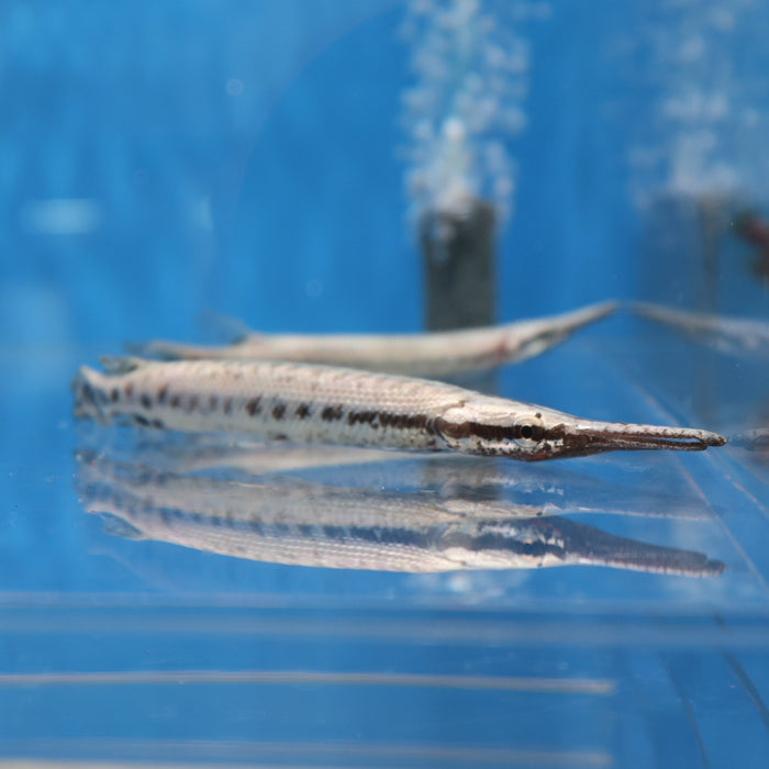 Florida Spotted Gar (Lepisosteus platyrhincus)