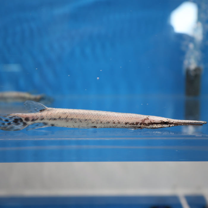 Florida Spotted Gar (Lepisosteus platyrhincus)