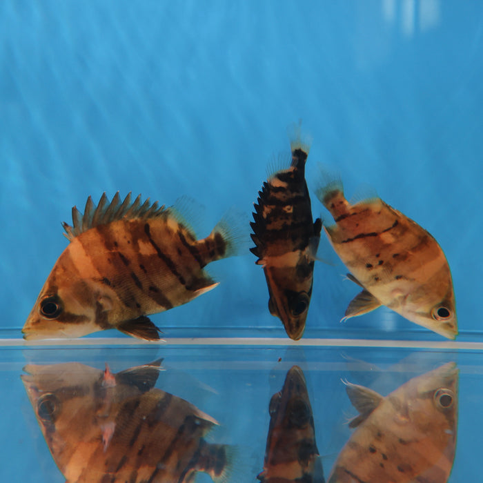 4 Bar Sumatra Datnoid Tiger Fish (Datnioides microlepis)