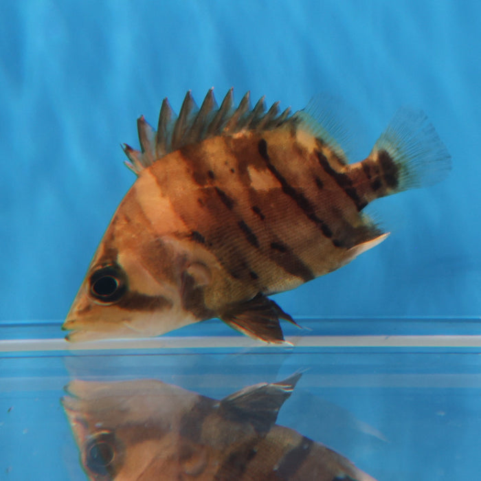 4 Bar Sumatra Datnoid Tiger Fish (Datnioides microlepis)