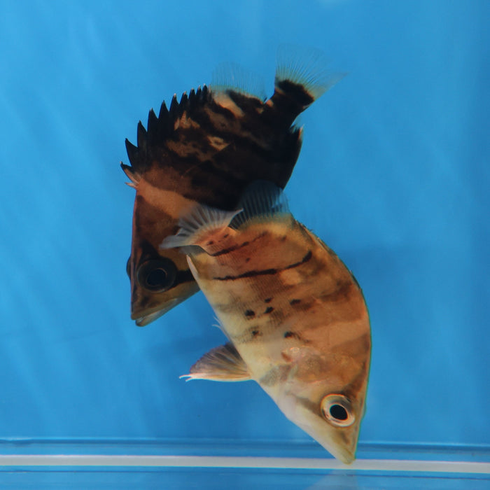 4 Bar Sumatra Datnoid Tiger Fish (Datnioides microlepis)
