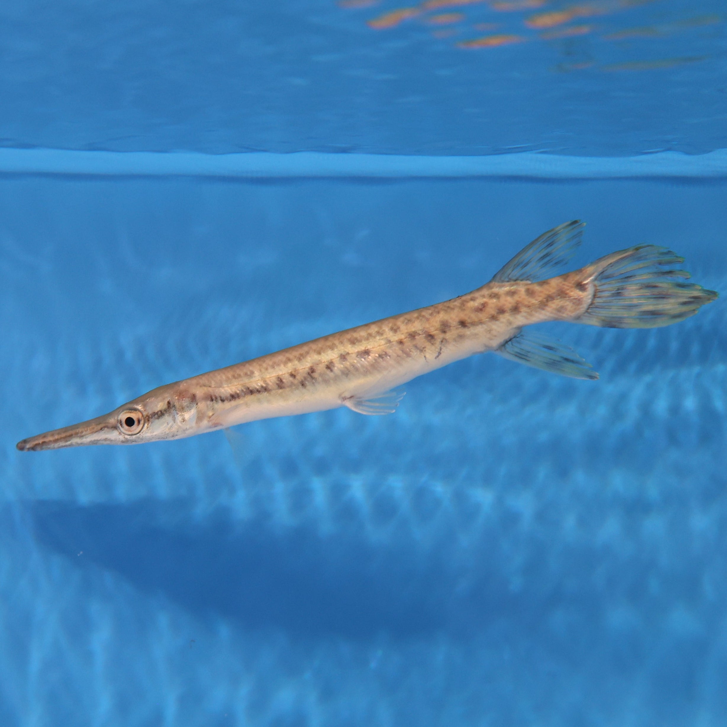 Alligator Gar (Atractosteus spatula) — Predatory Fins