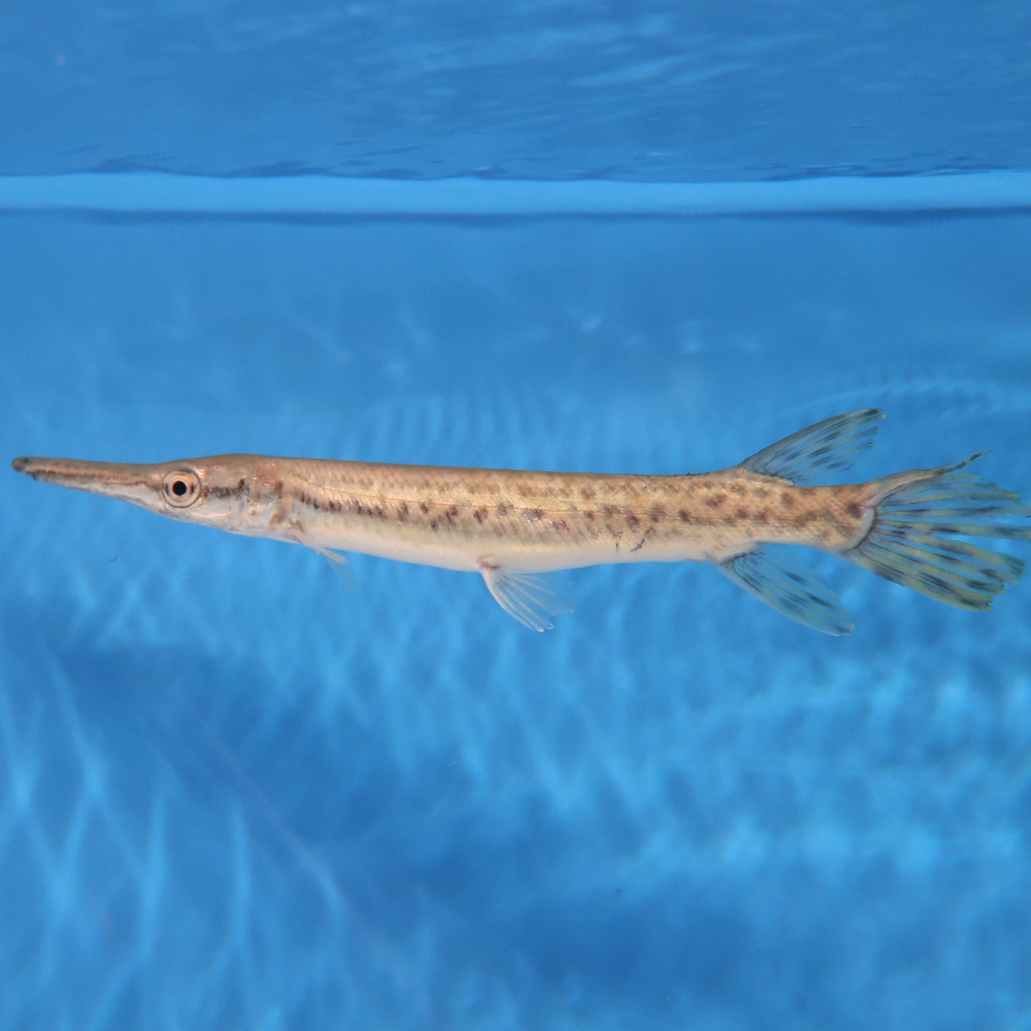 Alligator Gar (Atractosteus spatula) — Predatory Fins