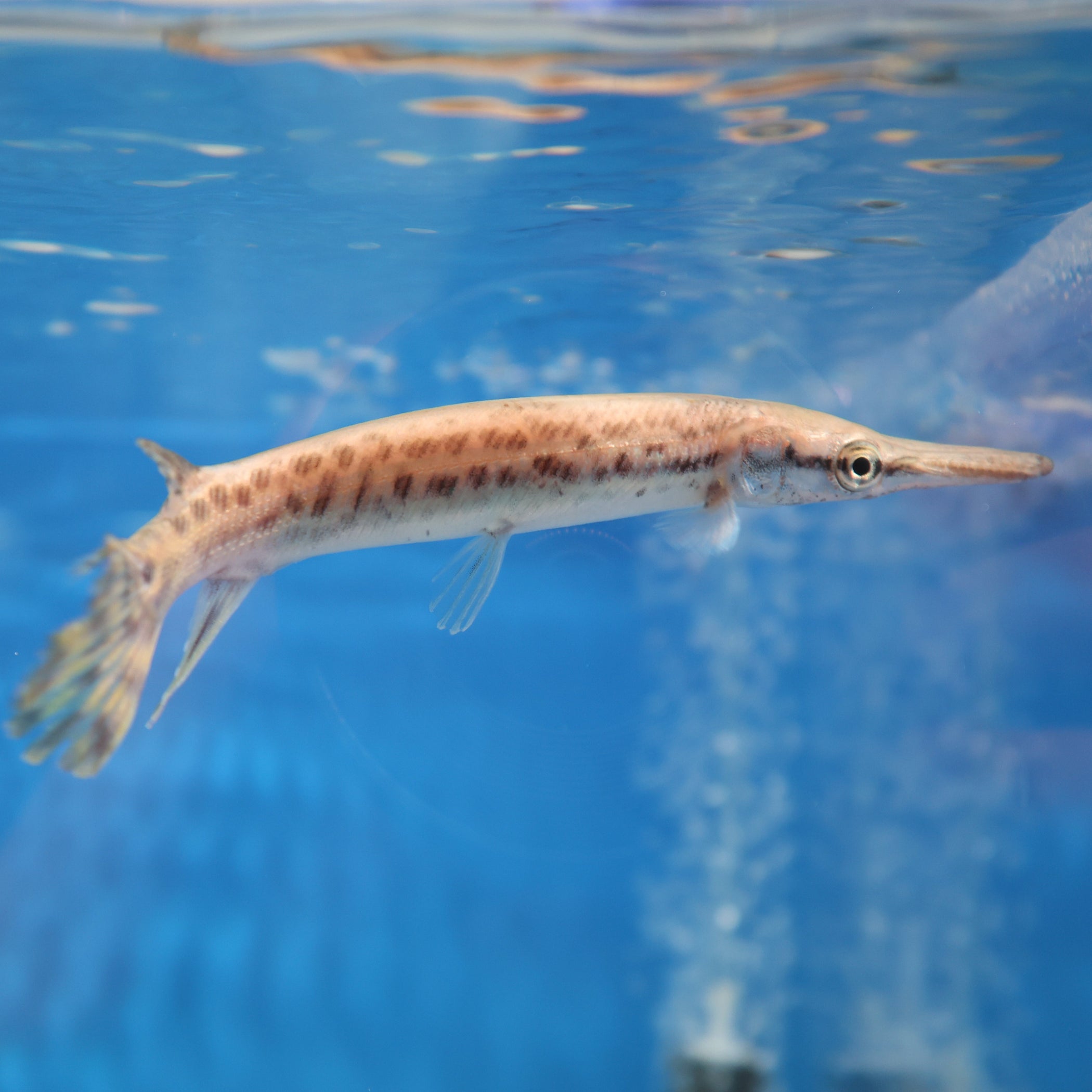 Alligator Gar (Atractosteus spatula) — Predatory Fins