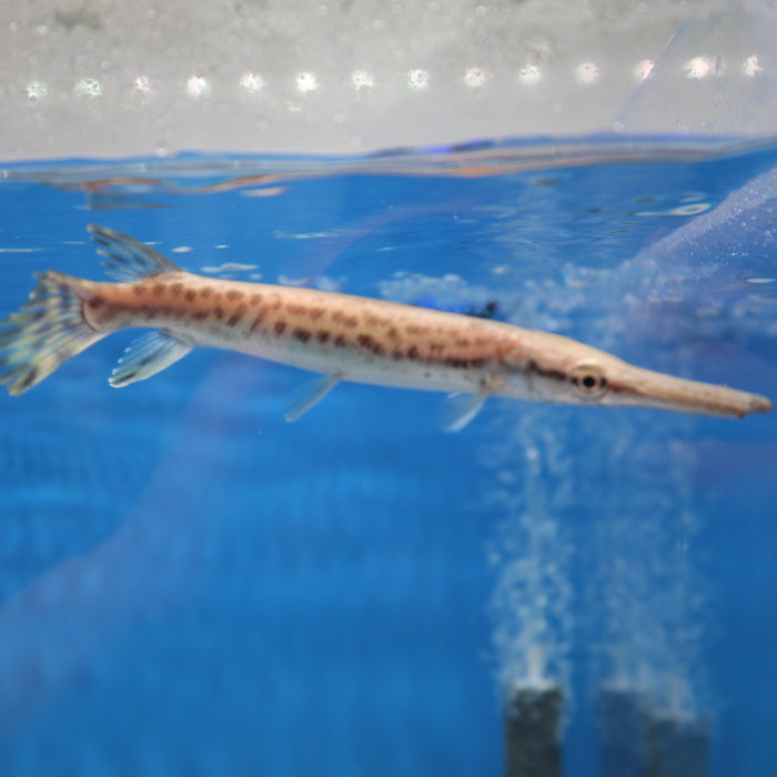 Alligator Gar (Atractosteus spatula)
