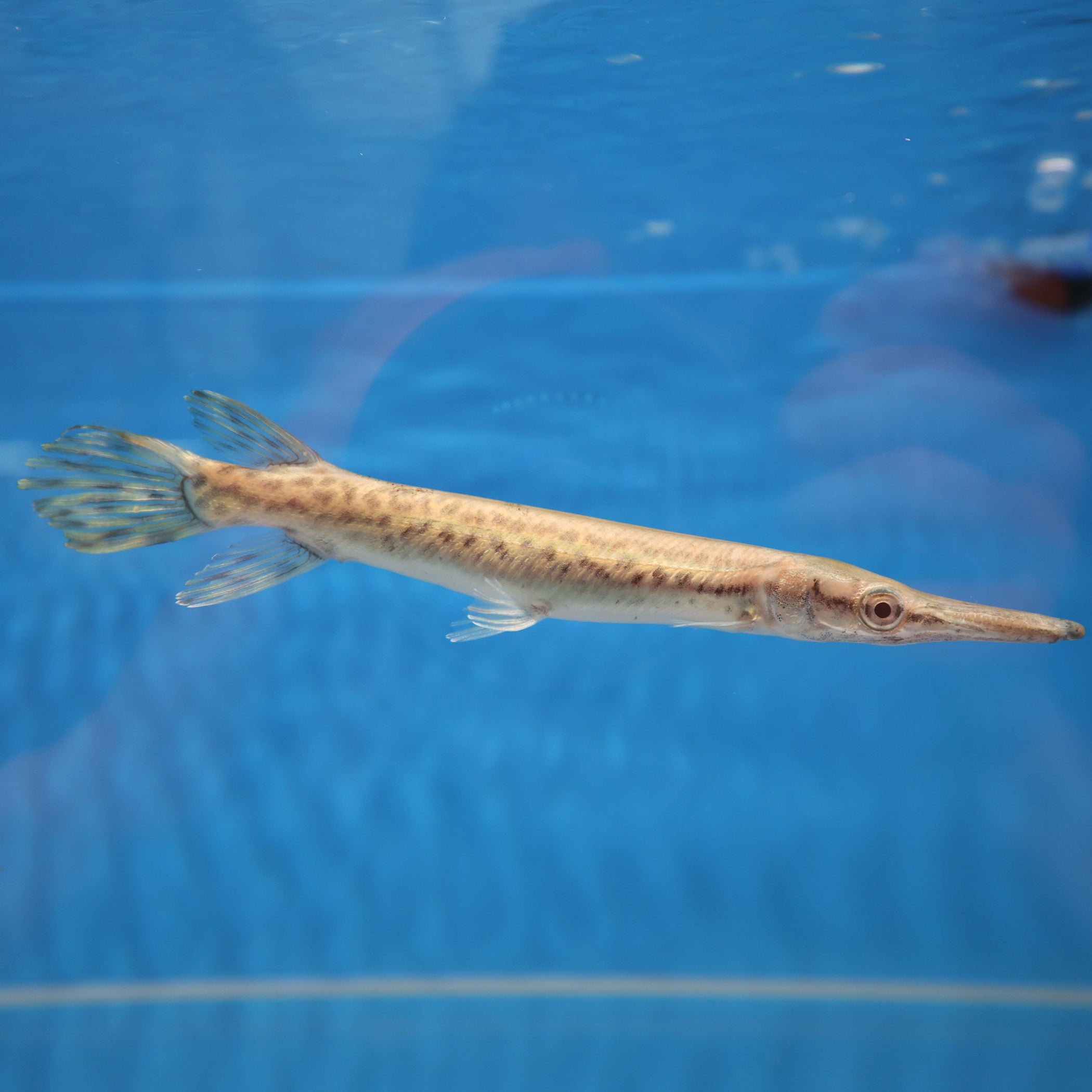 Alligator Gar (Atractosteus spatula) — Predatory Fins