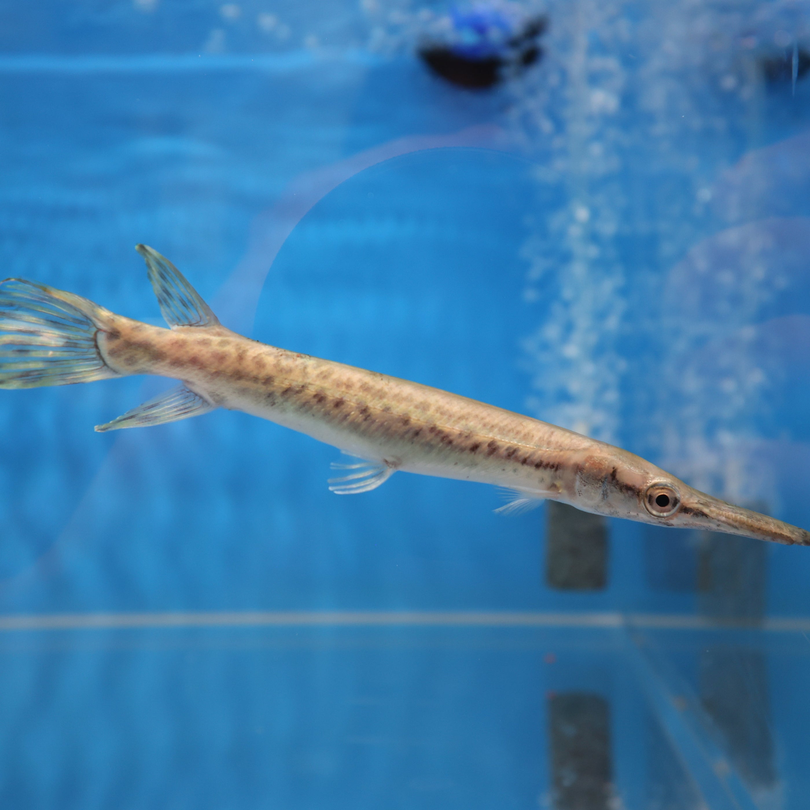 Alligator Gar (Atractosteus spatula) — Predatory Fins