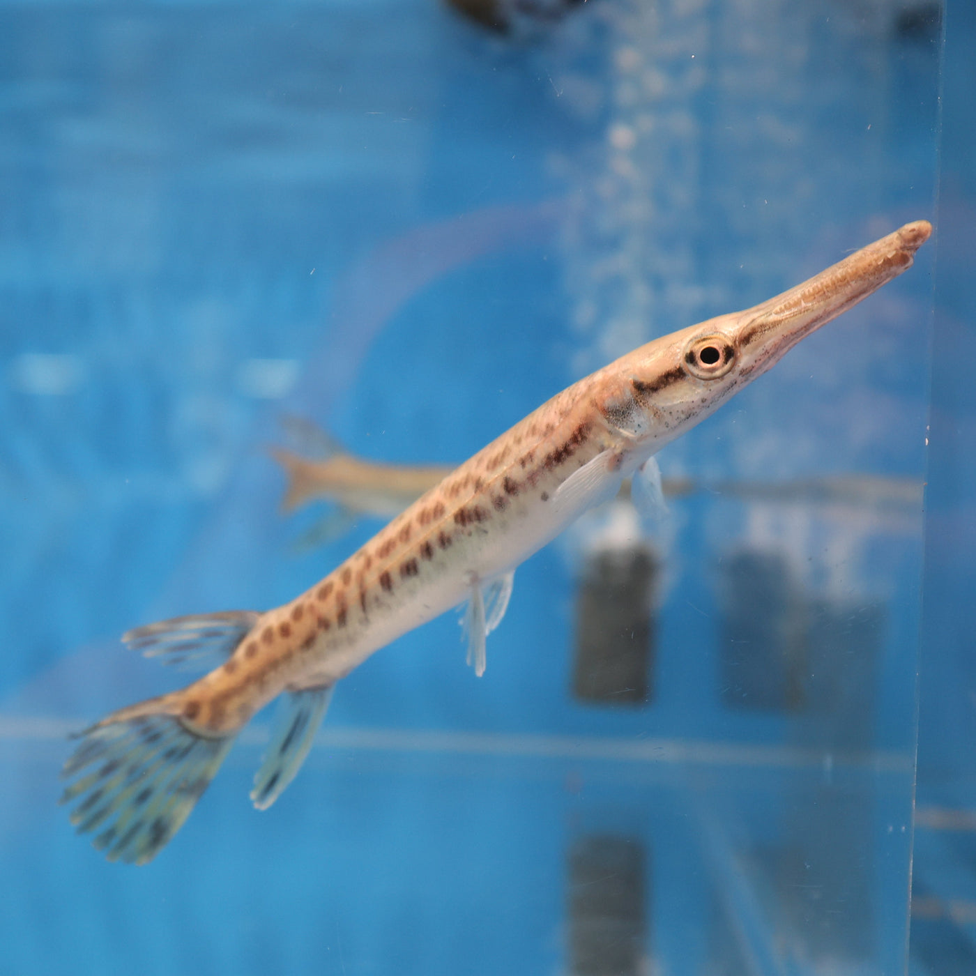 Alligator Gar (Atractosteus spatula) — Predatory Fins