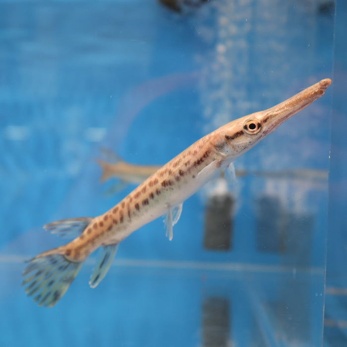 Alligator Gar (Atractosteus spatula)