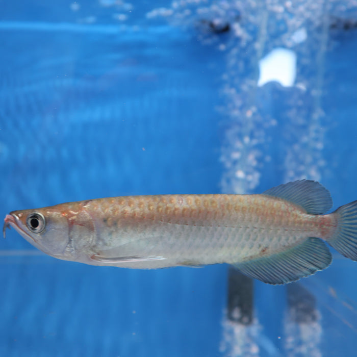 Jardini Arowana (Scleropages jardinii)