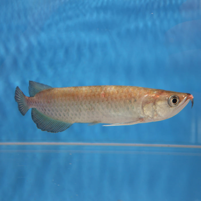 Jardini Arowana (Scleropages jardinii)