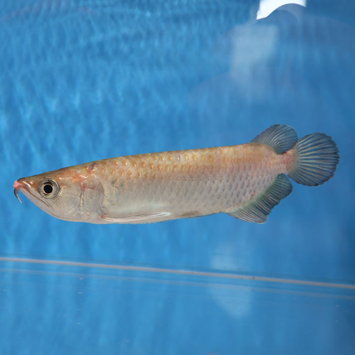 Jardini Arowana (Scleropages jardinii)