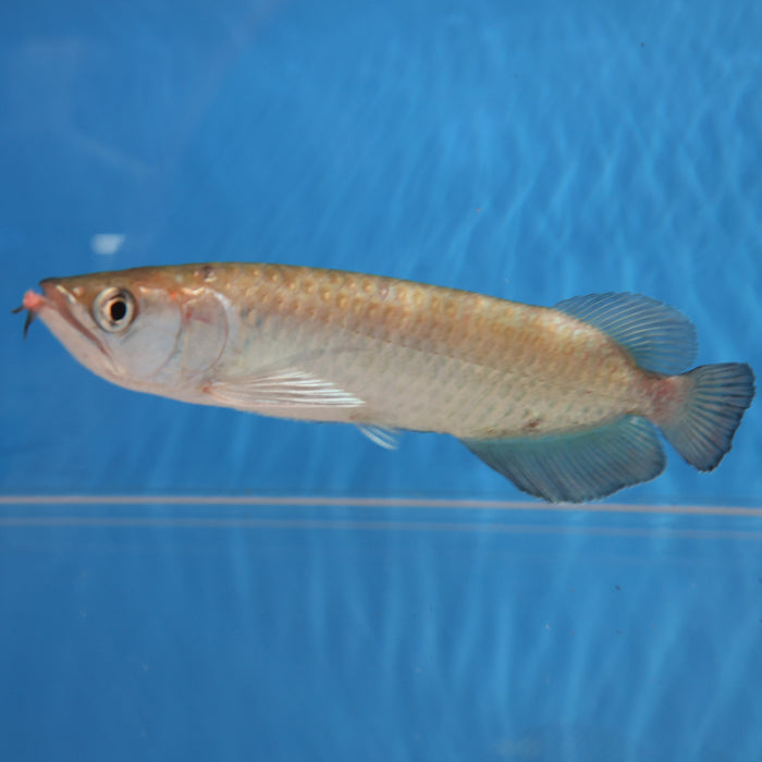 Jardini Arowana (Scleropages jardinii)