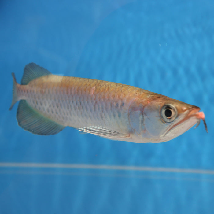 Jardini Arowana (Scleropages jardinii)