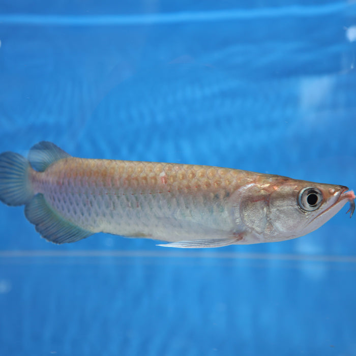 Jardini Arowana (Scleropages jardinii)