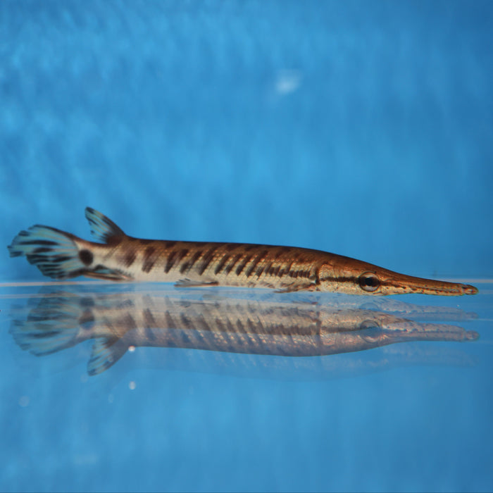 Alligator Gar (Atractosteus spatula)