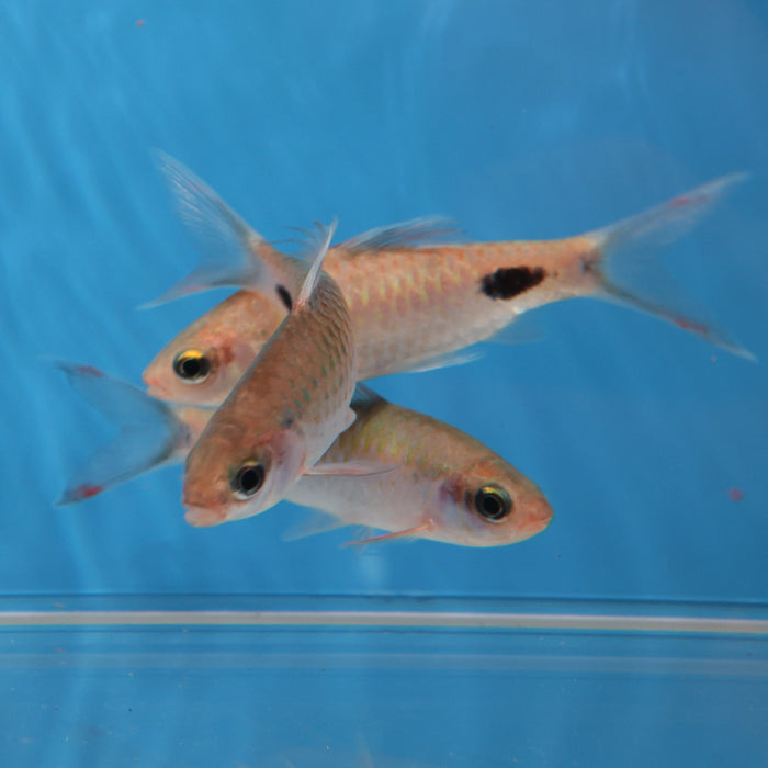 Filament Barb (Dawkinsia filamentosa)